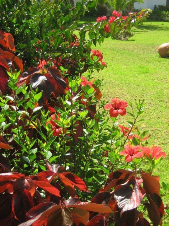 Blühender Garten Hotel Riu Arecas - Adults only