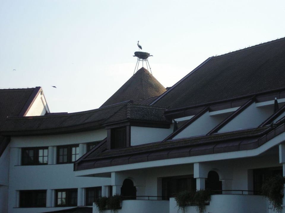 Hotelstorch Seehotel Rust