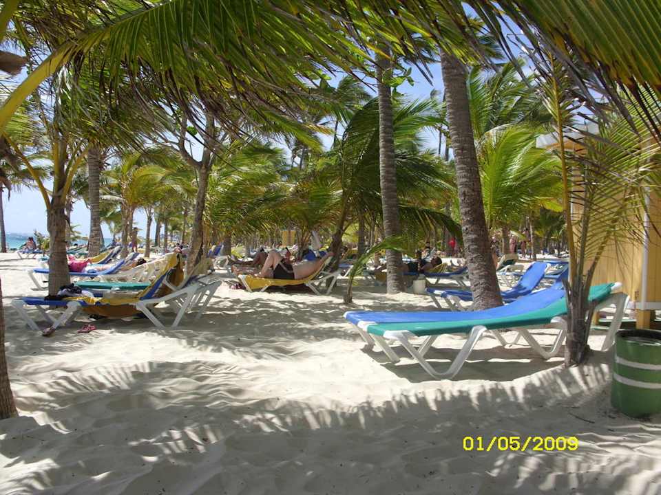 Palmen ohne Ende Hotel Riu Bambu