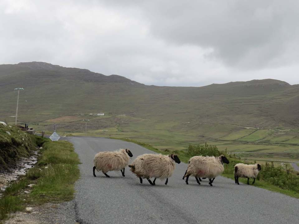 Schafe haben Vorrang! Guesthouse Achill Lodge