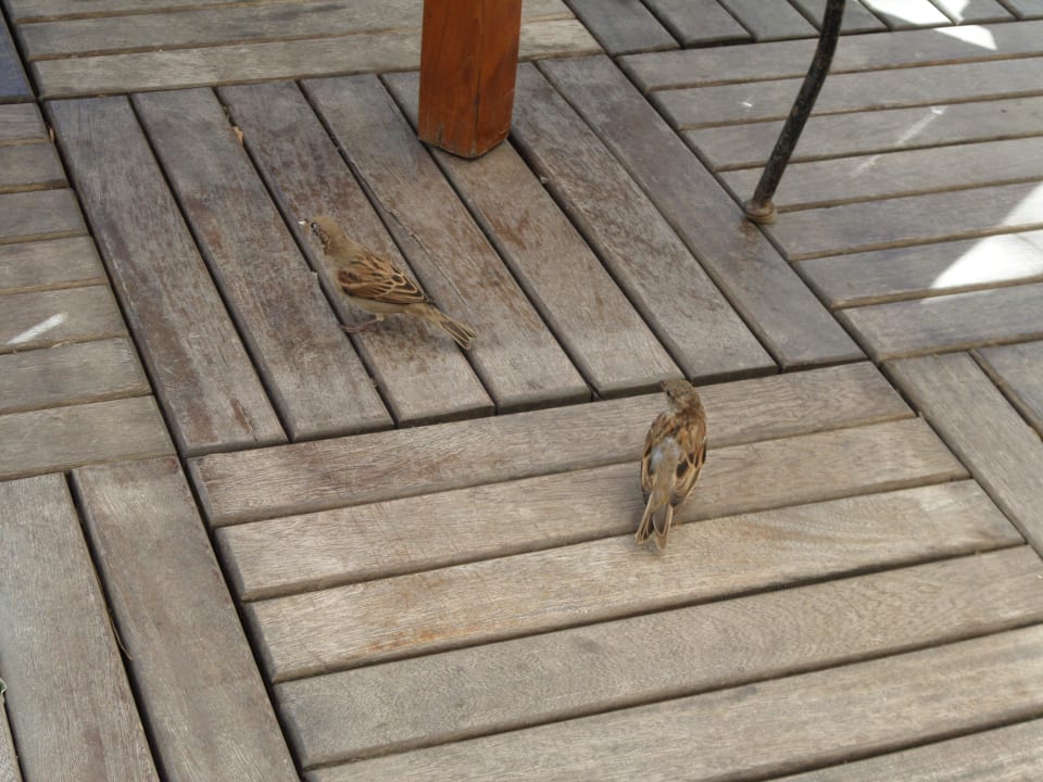 Brösel Service Asteria Family Belek