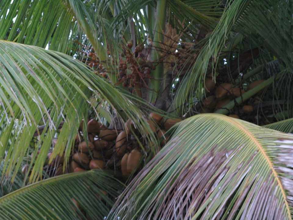 Kokosnuss Madoogali Resort