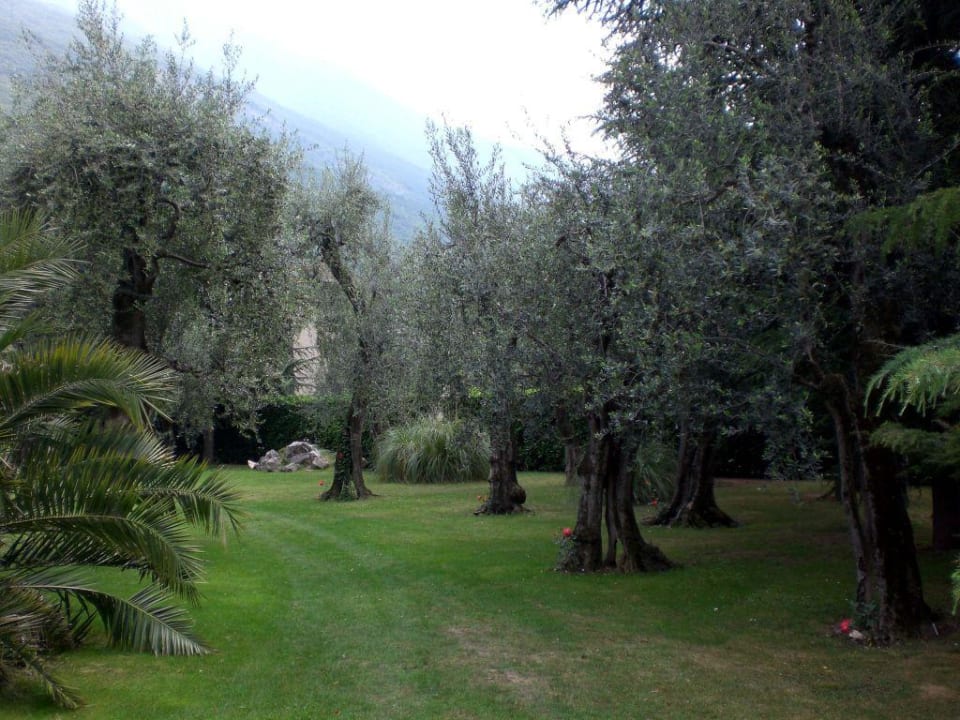 Olivenbäume Olivi Club Tennishotel