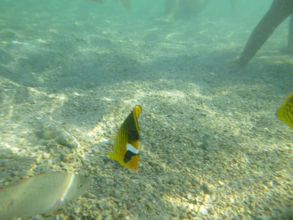 Sport & Freizeit Three Corners Sea Beach Resort