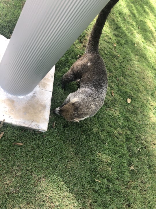 Sonstiges Hotel Riu Playacar