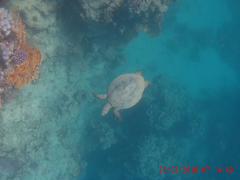 Sport & Freizeit Marina Resort Port Ghalib, a member of Radisson Individuals