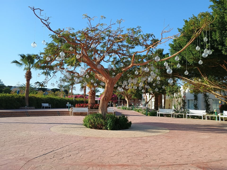 Gartenanlage Desert Rose
