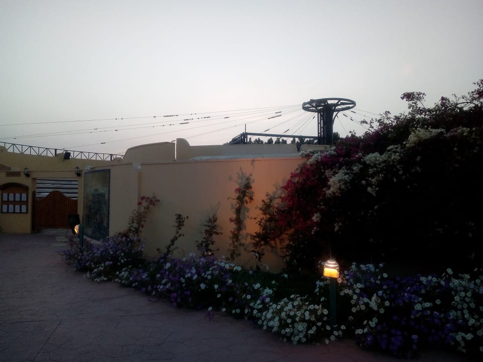 Sonstiges Desert Rose