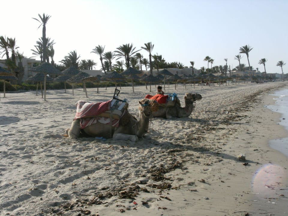 Unsere Hoteldromedare Zita Beach Resort