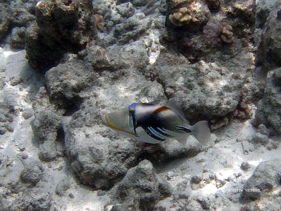 Hausriffbewohner Picasso - Drückerfisch NH Collection Maldives Reethi Resort