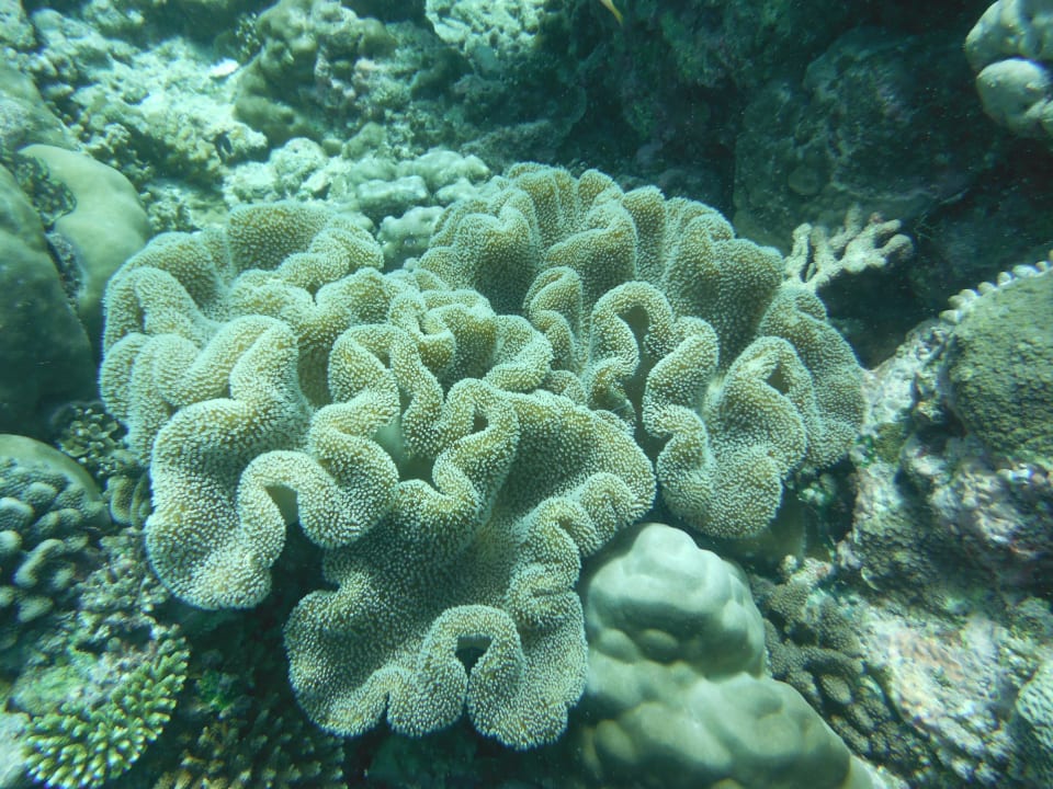 Intakte Koralle Kuramathi Maldives