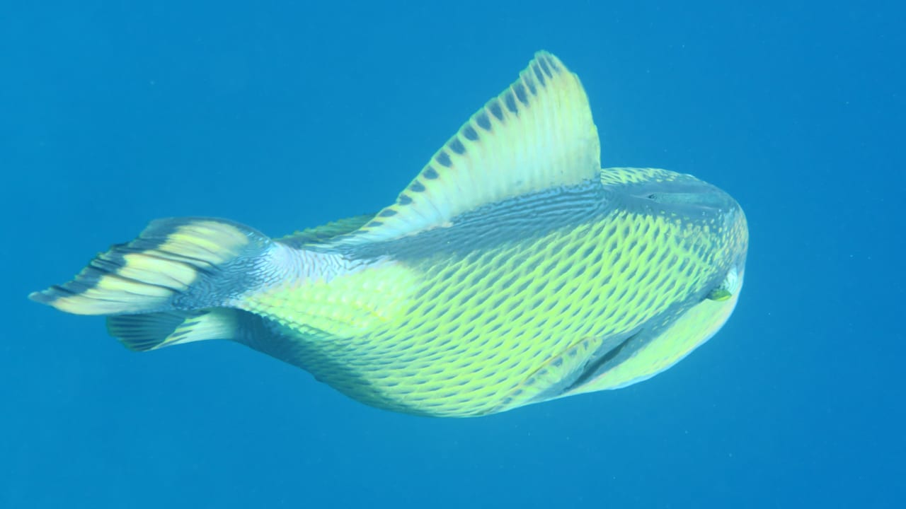 Strand Pickalbatros Palace Hotel-Port Ghalib