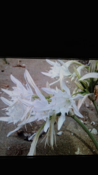 Strand Phãea Cretan Malia
