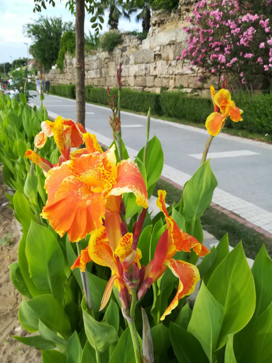 Garten Can Garden Beach
