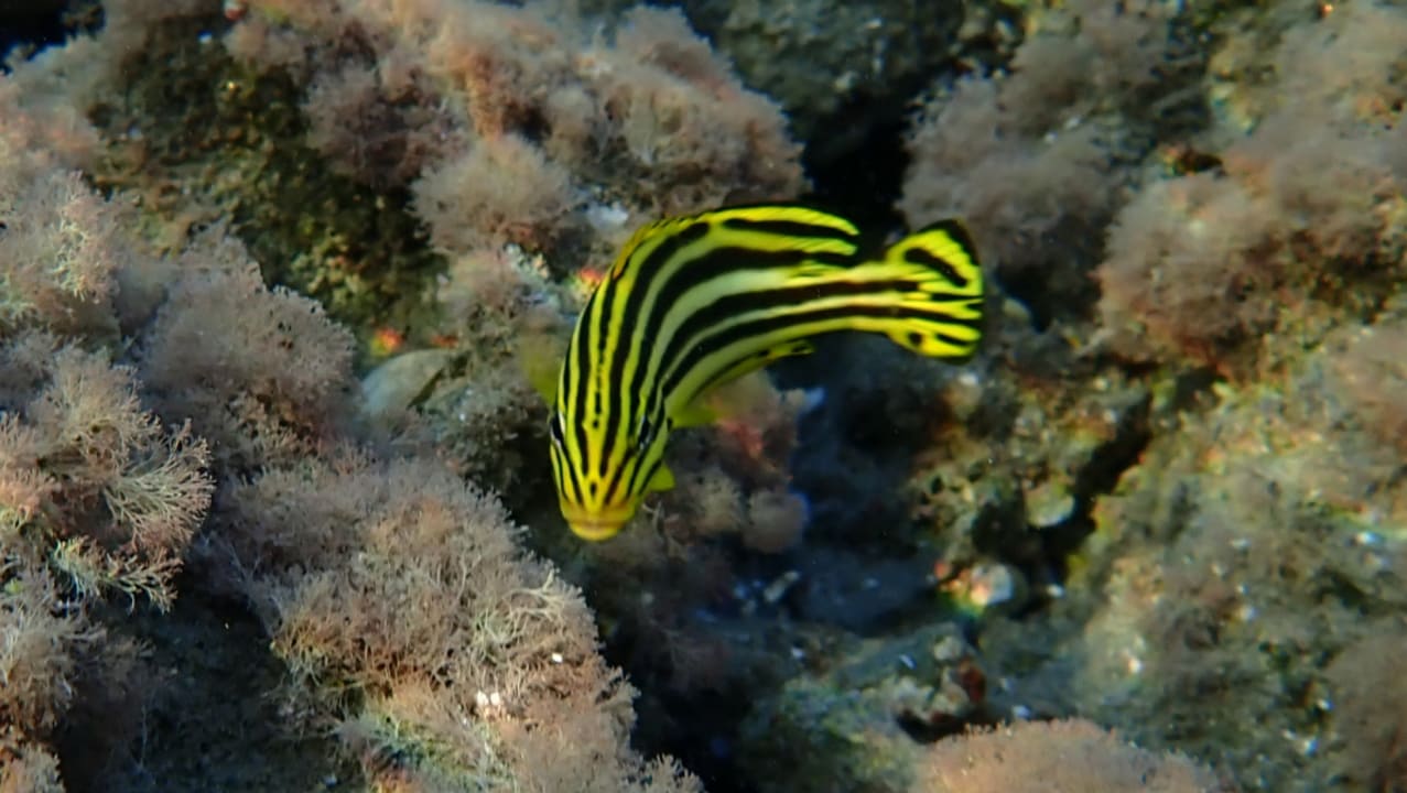 Sport & Freizeit Shams Alam Beach Resort