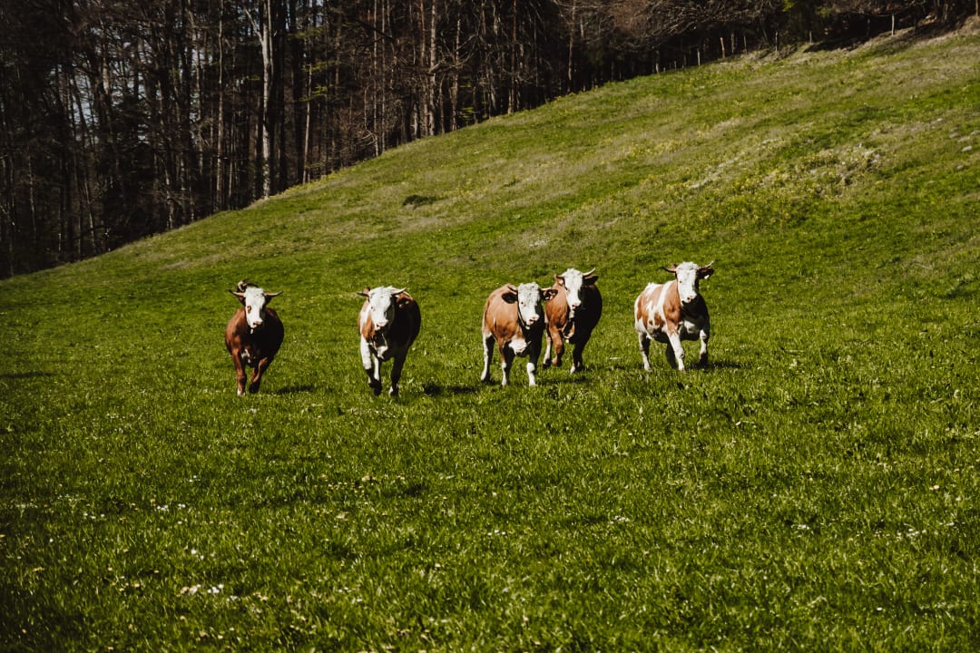 Sonstiges Huberhof