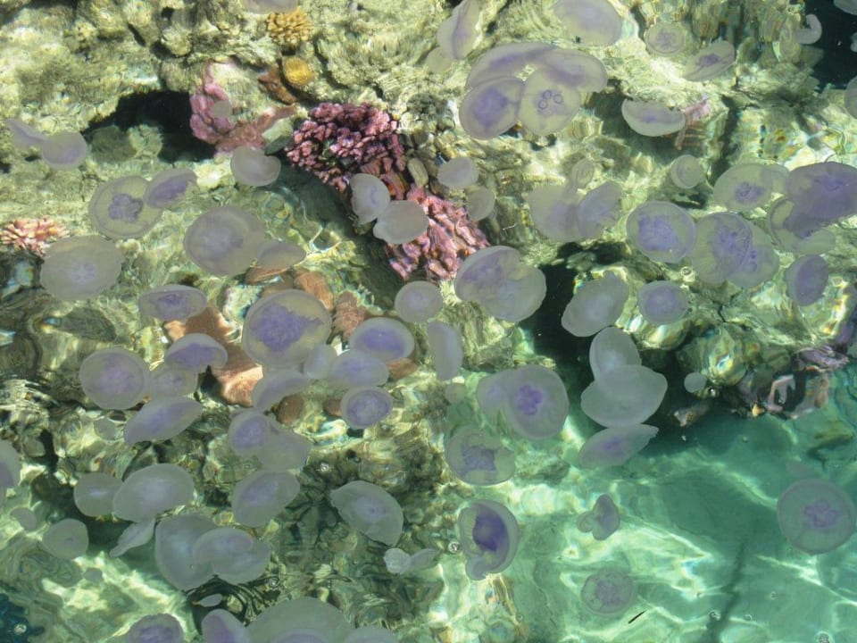 Und wieder welche Fantazia Resort Marsa Alam