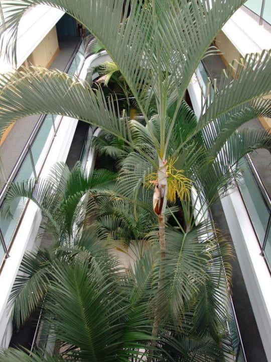 Palmen mitten in der Hotellobby IFA Altamarena by Lopesan Hotels
