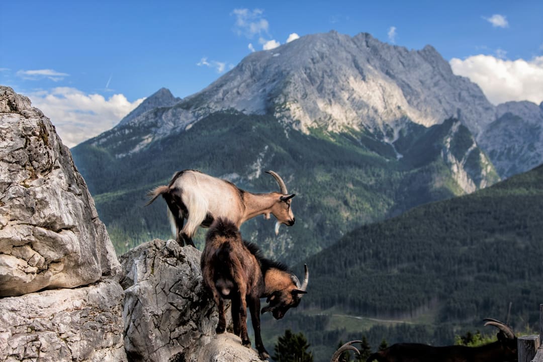 Ausblick Alpenpension Ettlerlehen