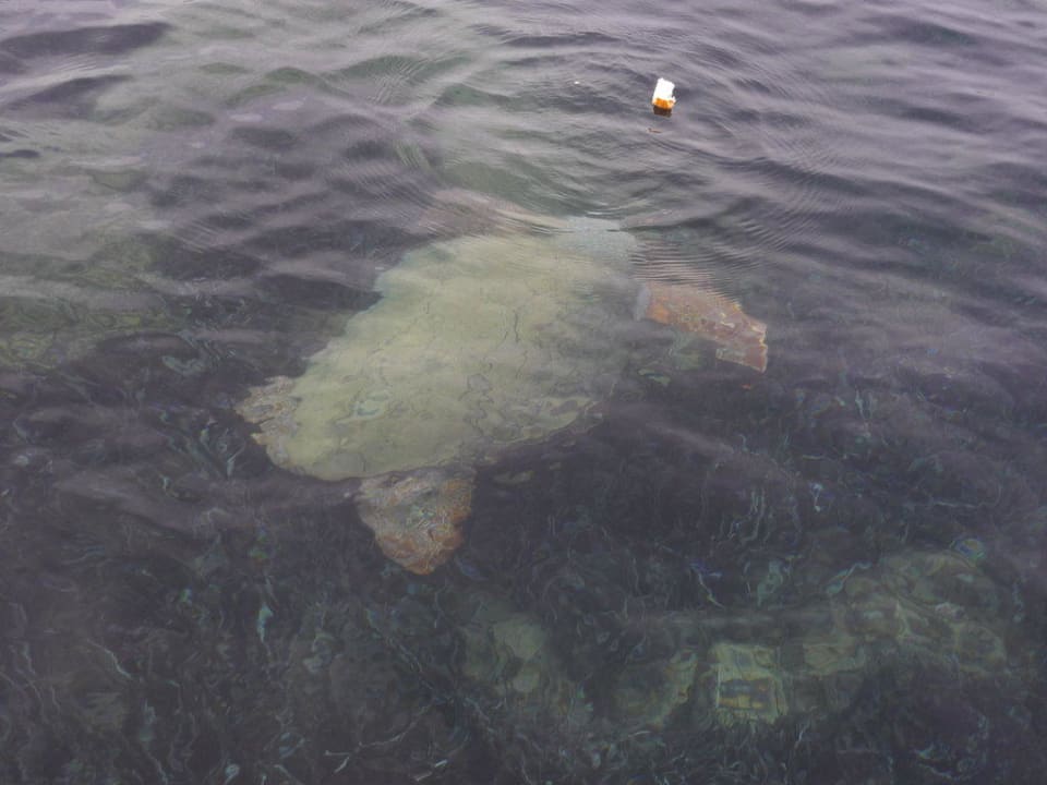 Schildkröte Arycanda Kirman Premium