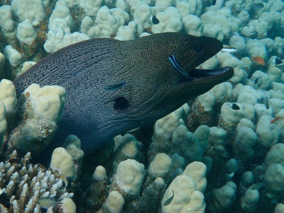 Riesenmoräne Malikia Resort Abu Dabbab