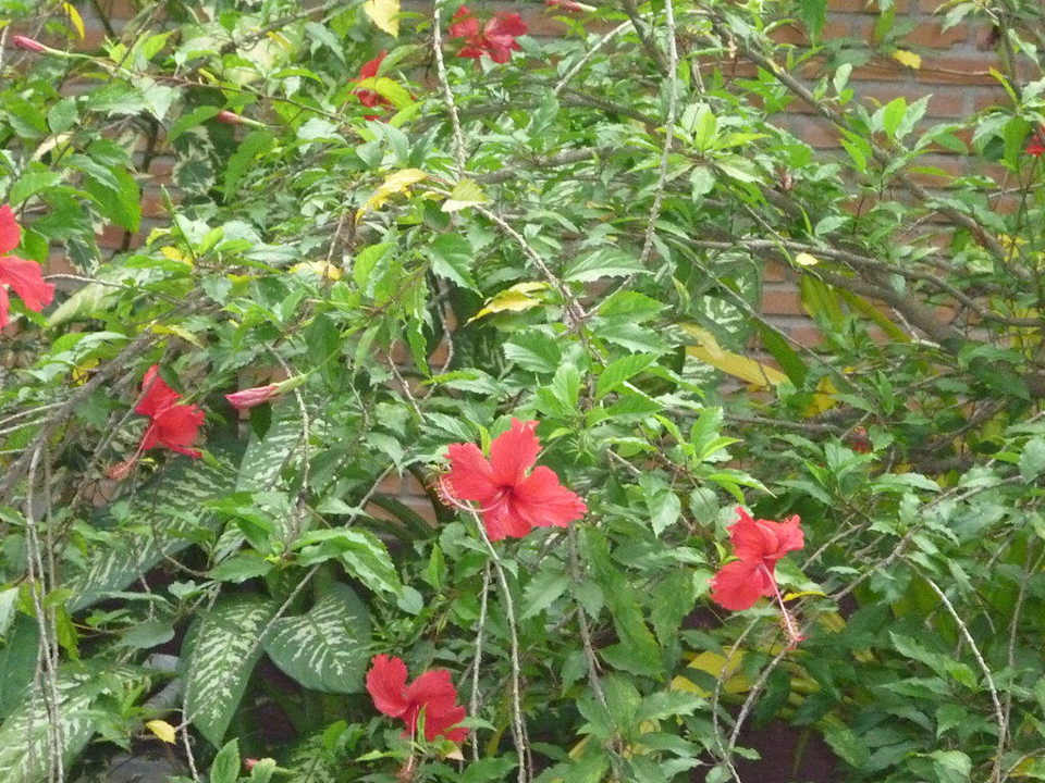 Dschungelgarten Hotel The Cottage