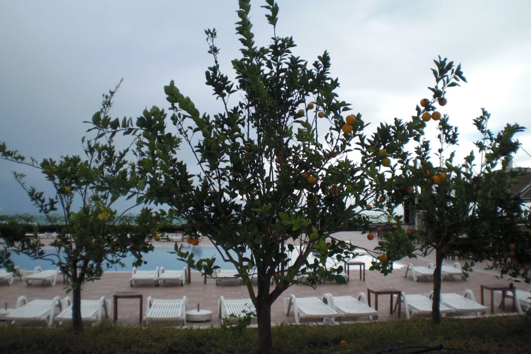 Orangenbäume Gold Island Selected