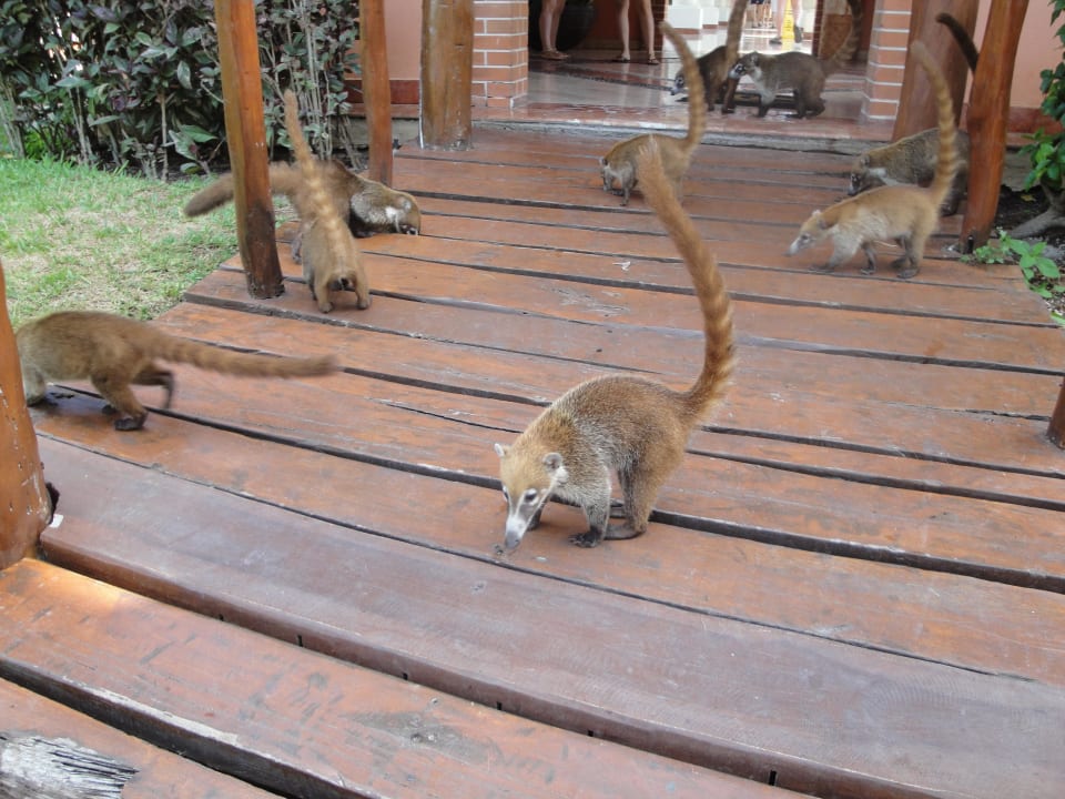 Achtung Nasenbären Grand Palladium Colonial Resort & Spa