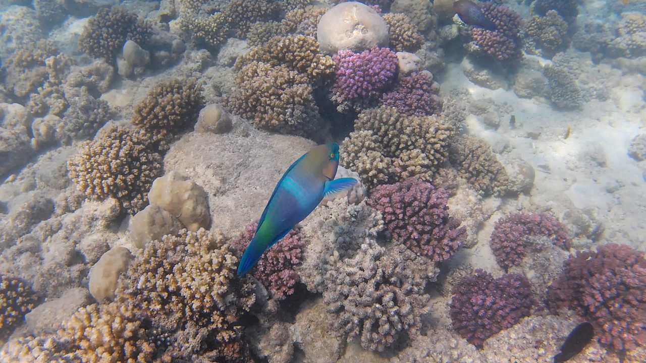 Strand Pickalbatros Citadel Resort