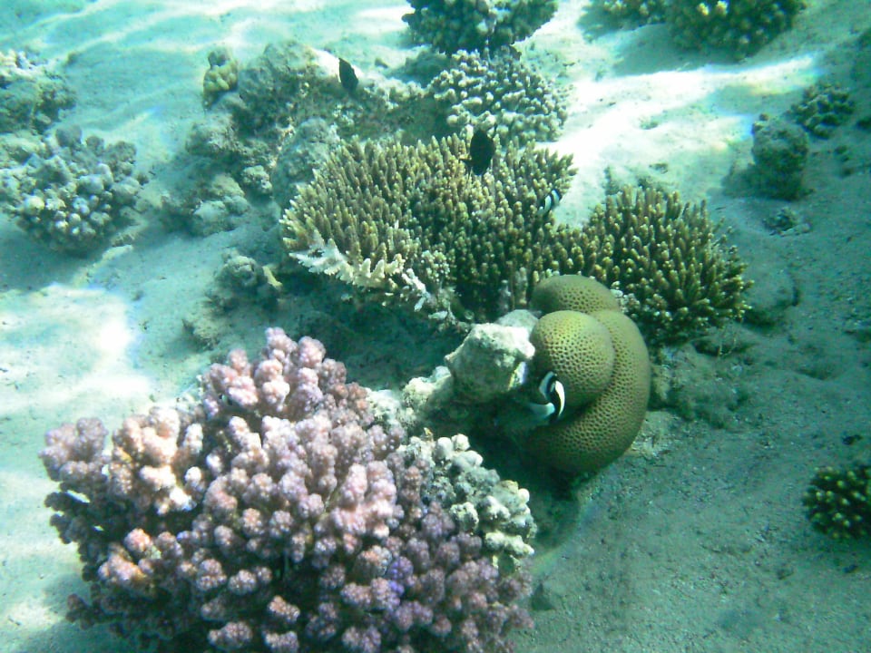 Unterwasserwelt Cleopatra Luxury Resort Makadi Bay