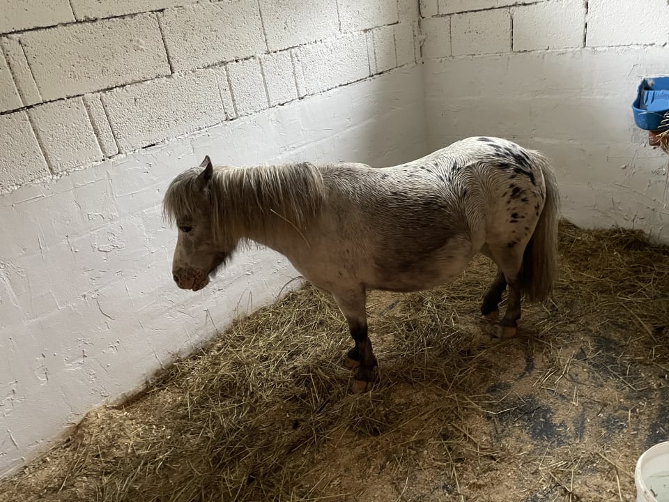 Sonstiges Kinderhotel Stegerhof