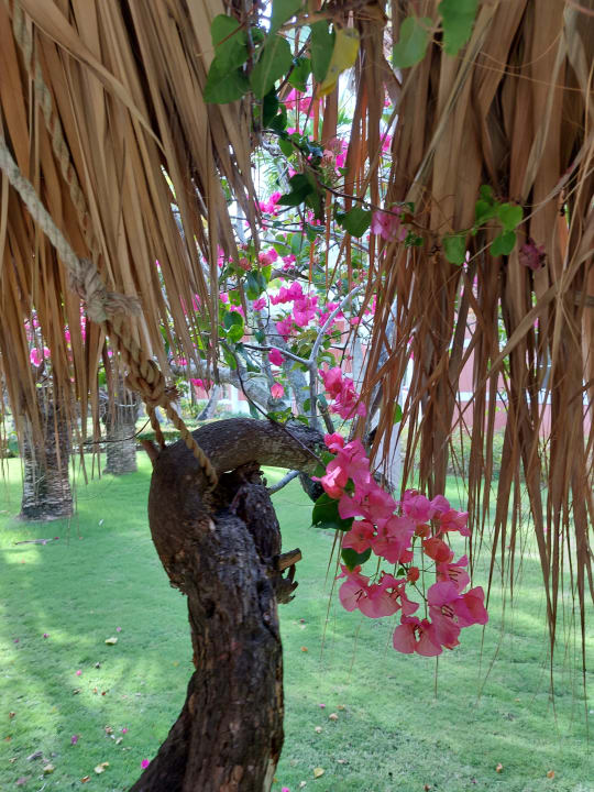 Gartenanlage Grand Palladium Select Bávaro Resort & Spa