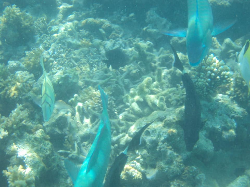 Leben in der Lagune Cinnamon Dhonveli Maldives