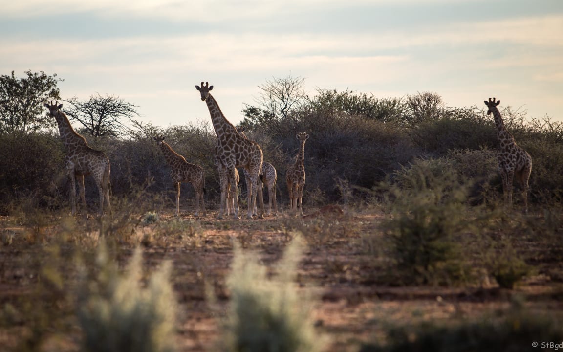 Sport & Freizeit Aloegrove Safari Lodge