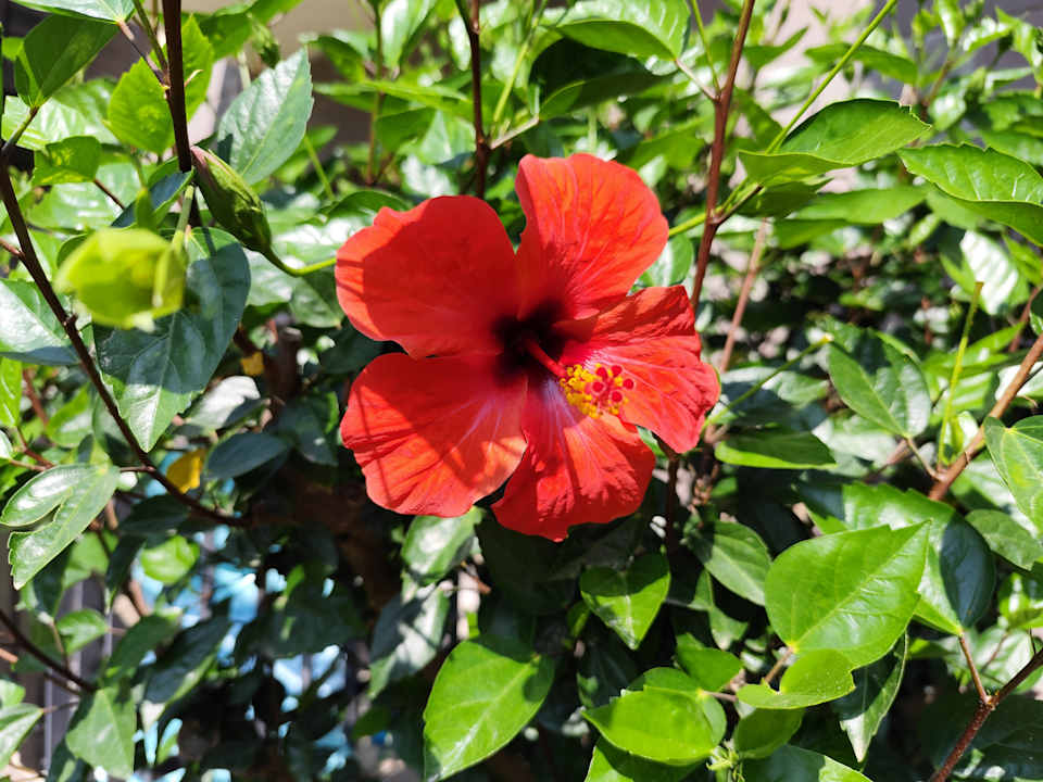 Gartenanlage Calimera Serra Palace