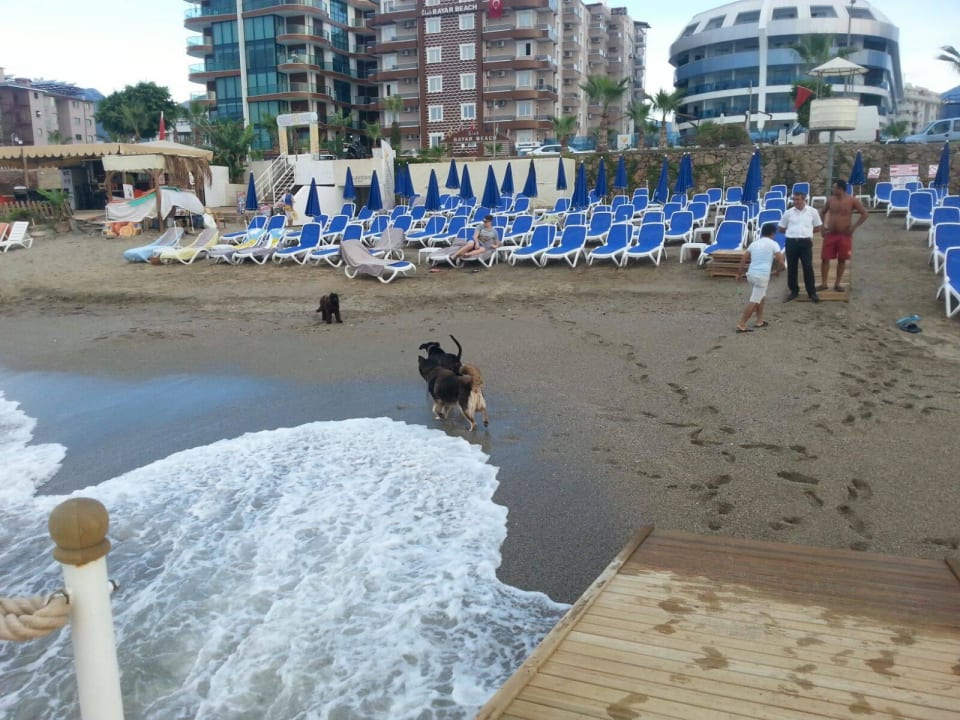 Strand mıt Besuch  Sunprime C-Lounge