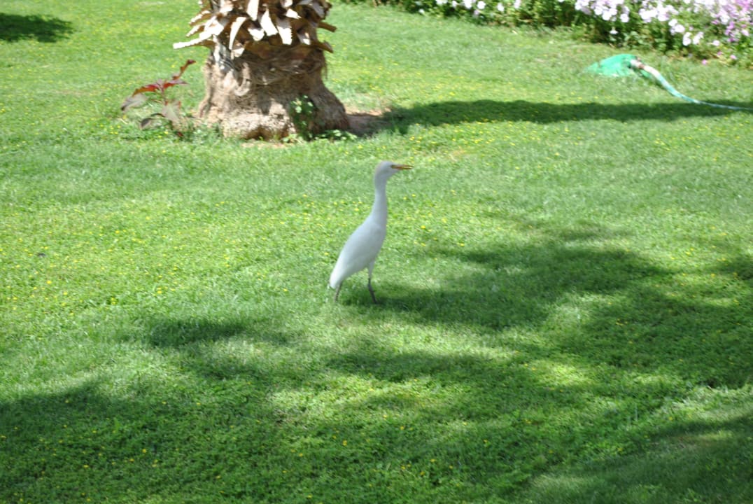 Такие чудные пташки Pickalbatros Aqua Park Resort - Hurghada