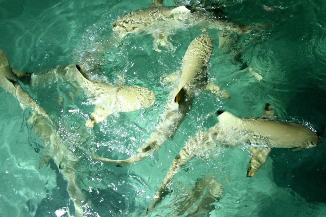 Sind die nicht süß Villa Park Sun Island