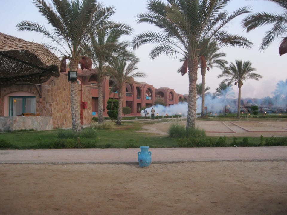 Disinfestazione giornaliera per mosche ed insetti Swisstouch Oriental Resort Marsa Alam