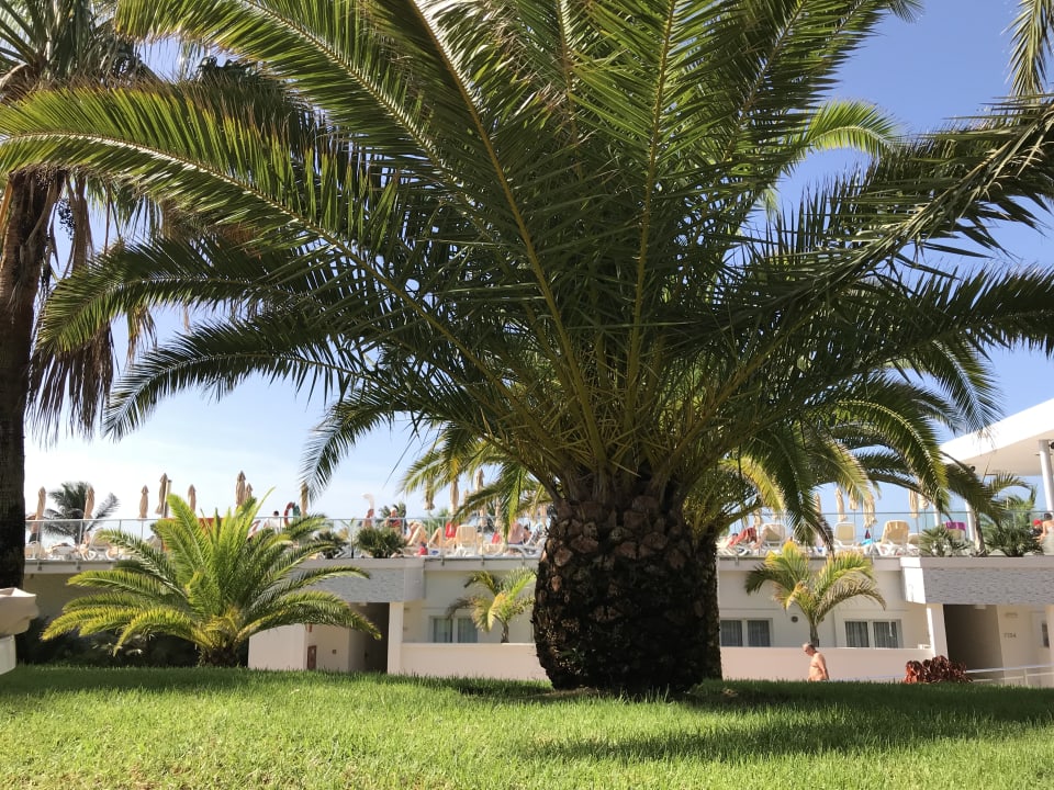 Gartenanlage Hotel Riu Gran Canaria