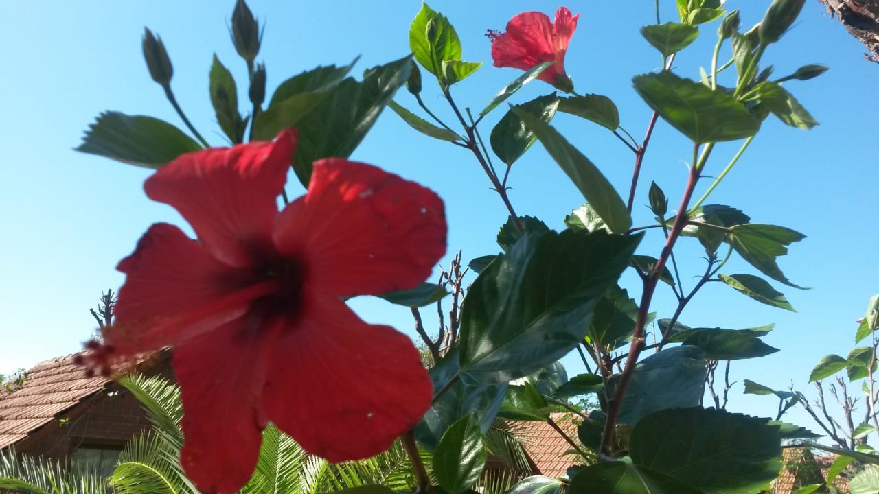 Überall duftet es  Can Garden Beach