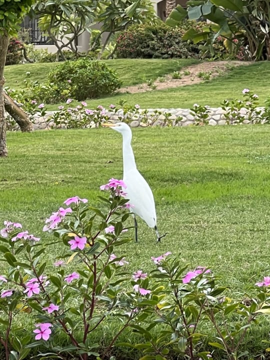 Gartenanlage Jaz Makadi Oasis Resort