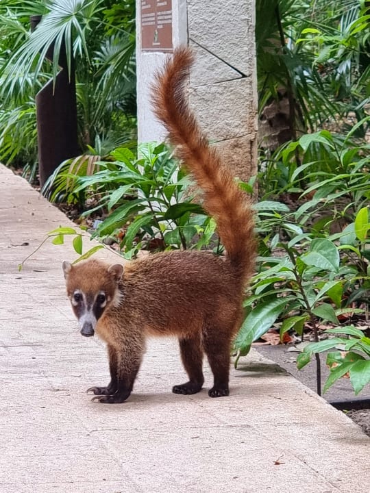 Sonstiges Catalonia Playa Maroma