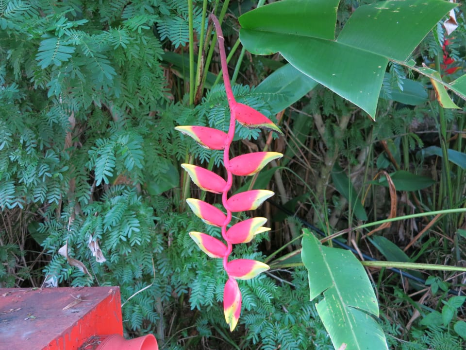 Alles Blüht Raffles Seychelles