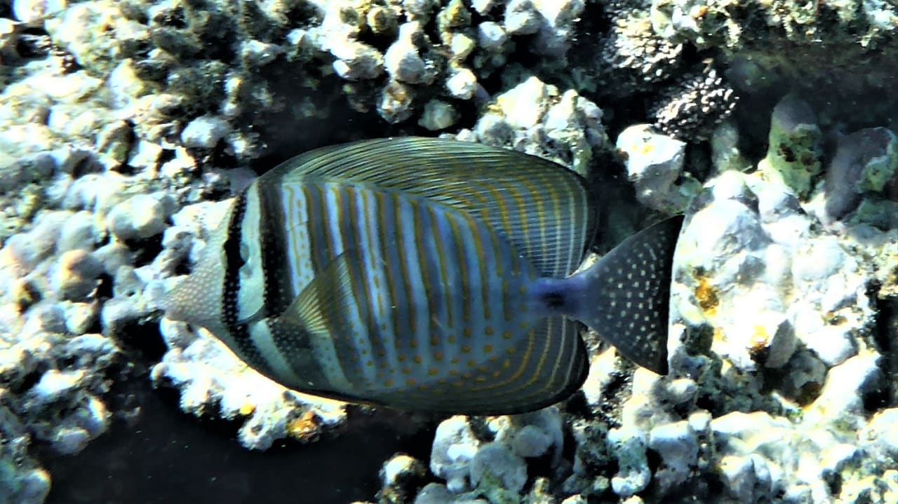 Sport & Freizeit Cleopatra Luxury Resort Makadi Bay