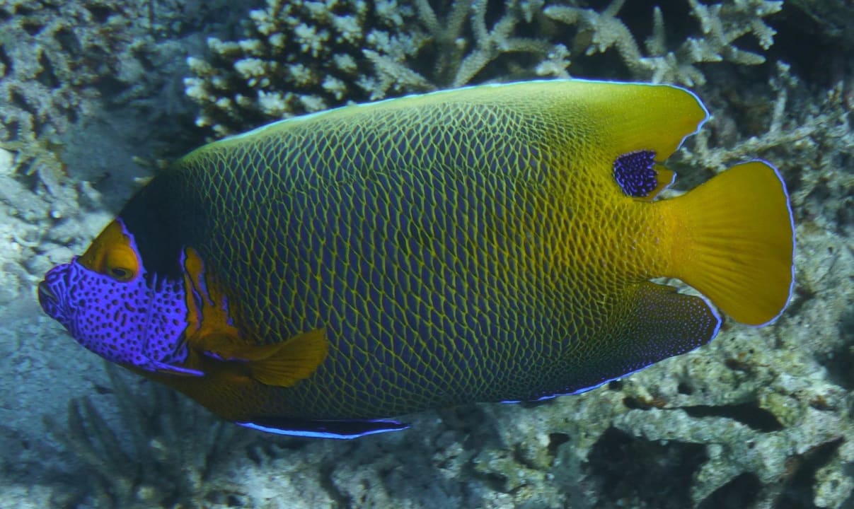 Maskenfisch Filitheyo Island Resort