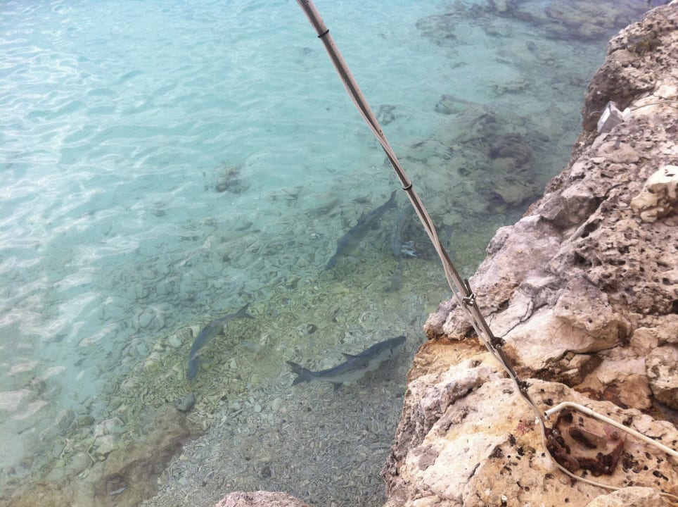 Dophan (Dolphin fish) am Hausriff Hotel Captain Don's Habitat