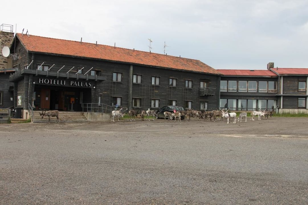 Hotelfront mit Rentierherde Lapland Hotel Pallas