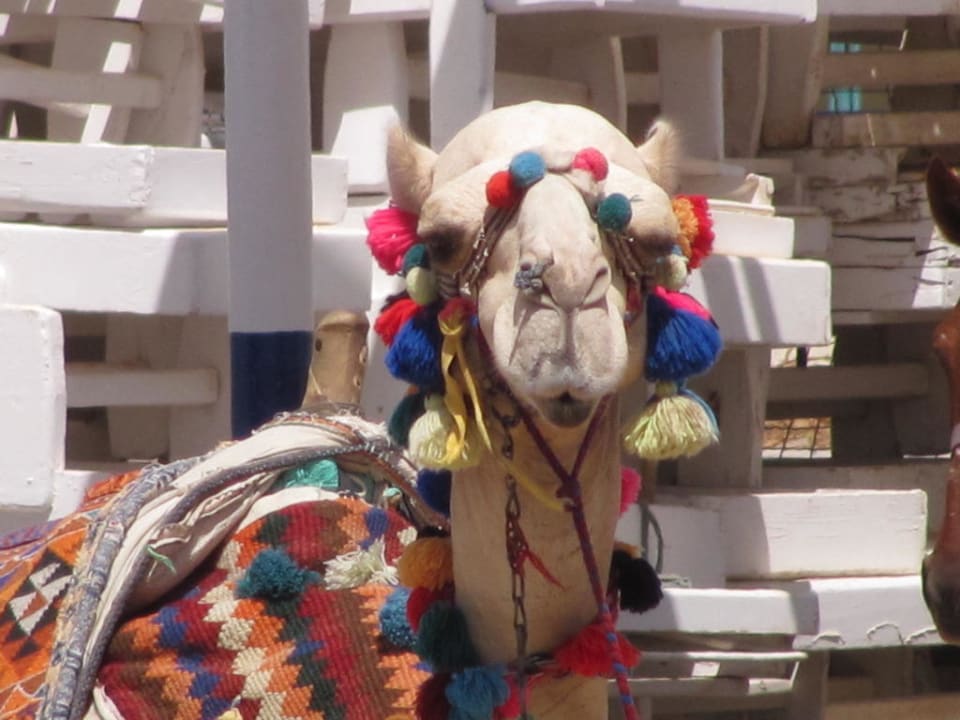 Moses  Pickalbatros Alf Leila Wa Leila Resort - Neverland Hurghada