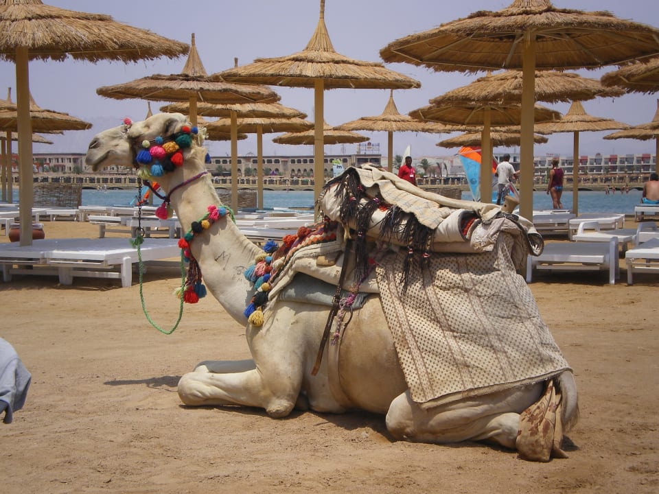Kindermagnet am Strand Pickalbatros Dana Beach Resort - Hurghada